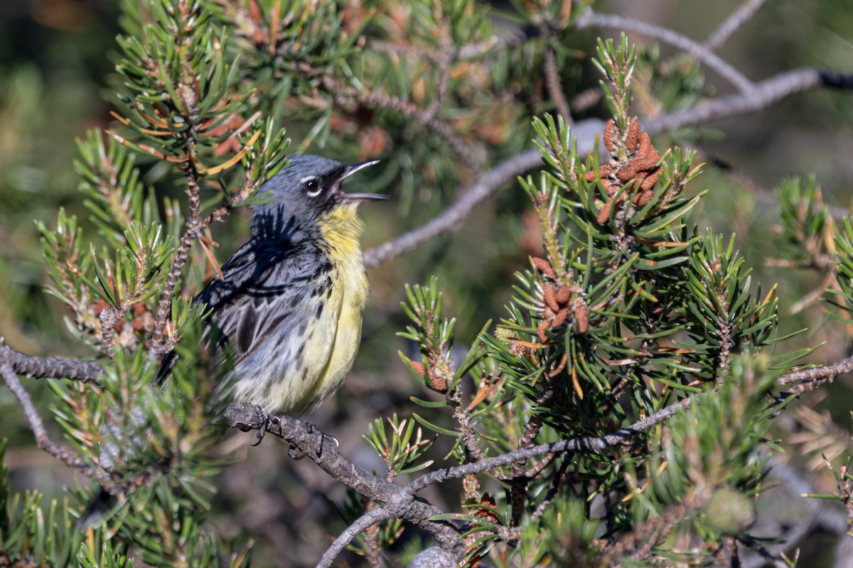 Kirtland's Warbler - ML461898431