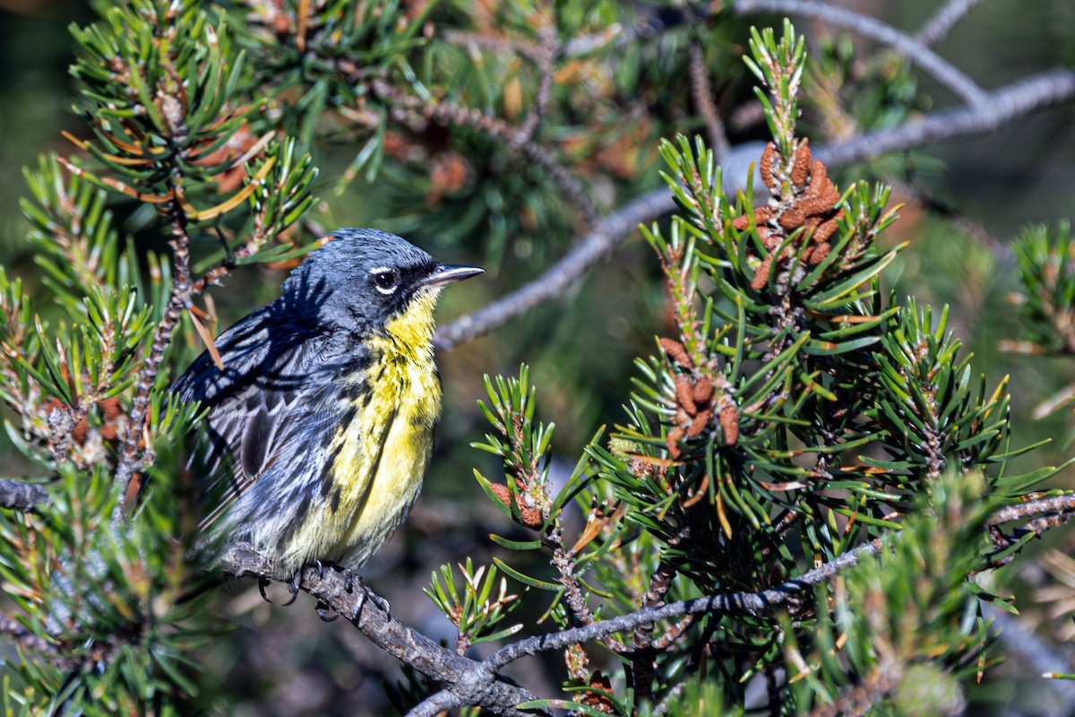 Kirtland's Warbler - ML461898441