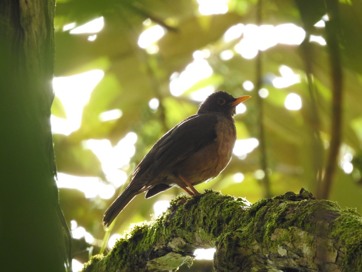 Black-hooded Thrush - ML461898911