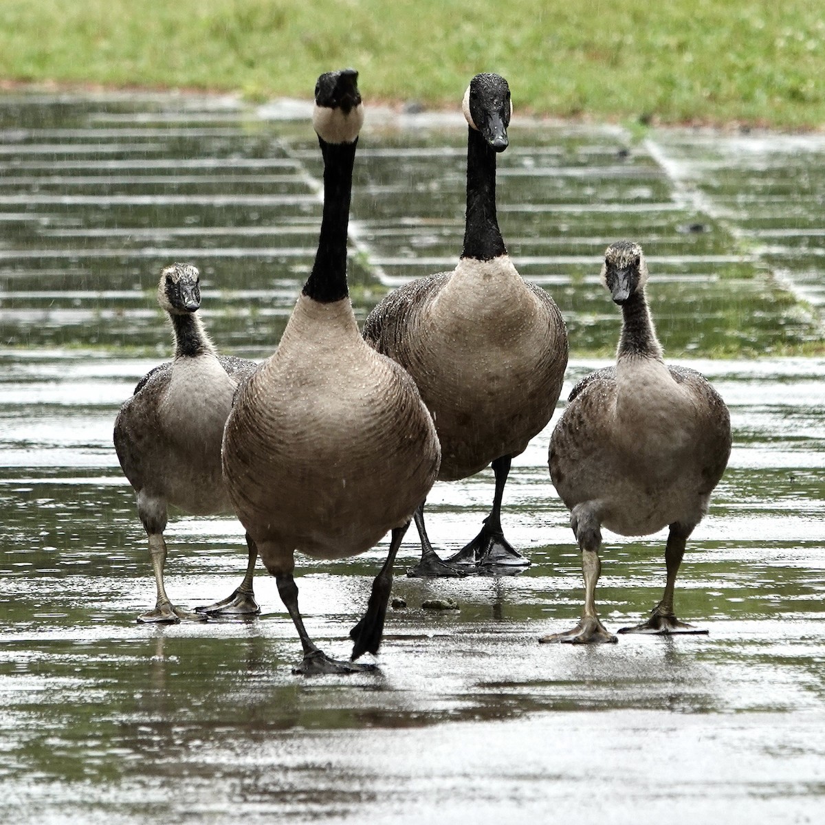 Canada Goose - ML461899071