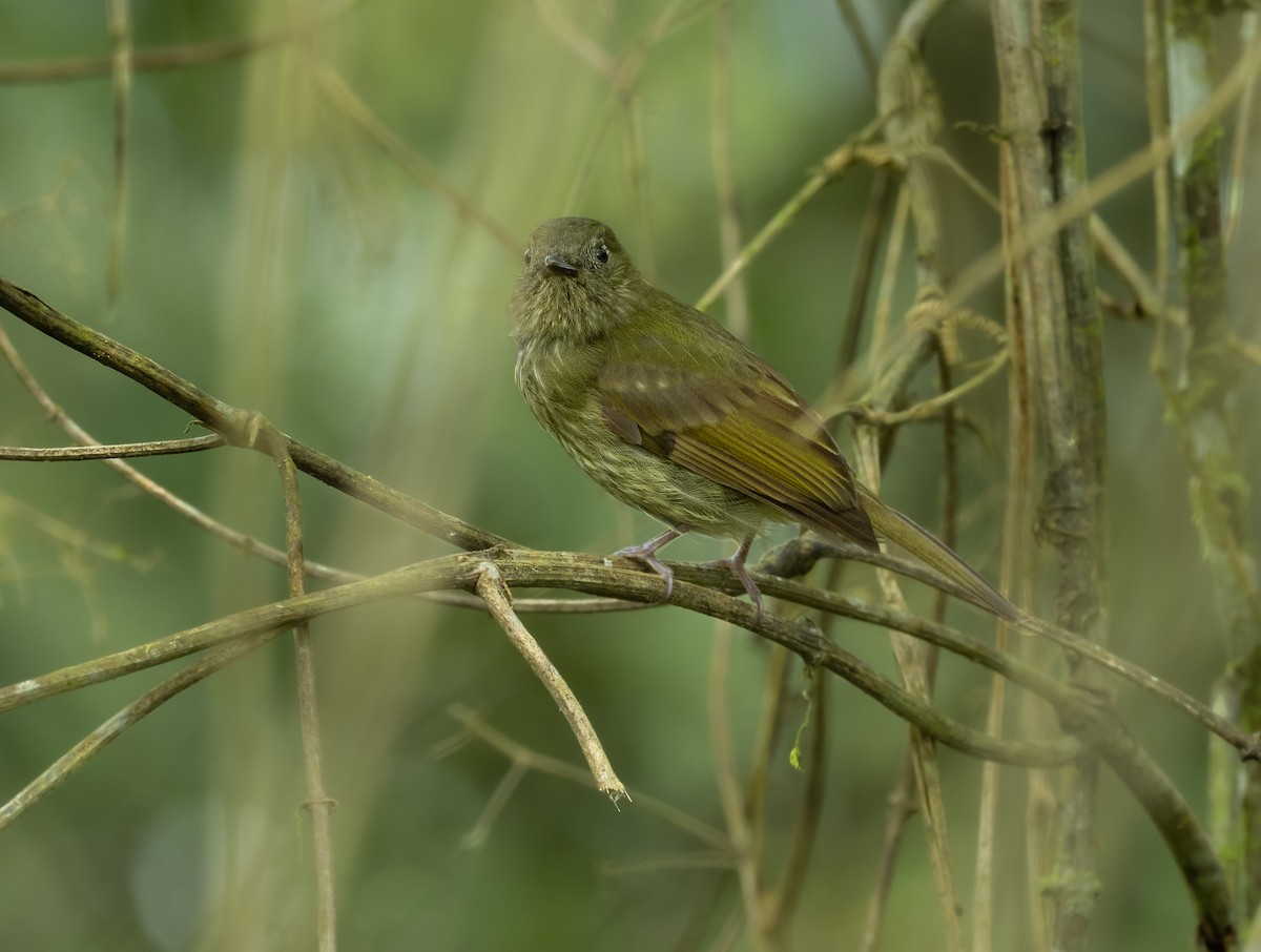 Olive-striped Flycatcher - ML461899101