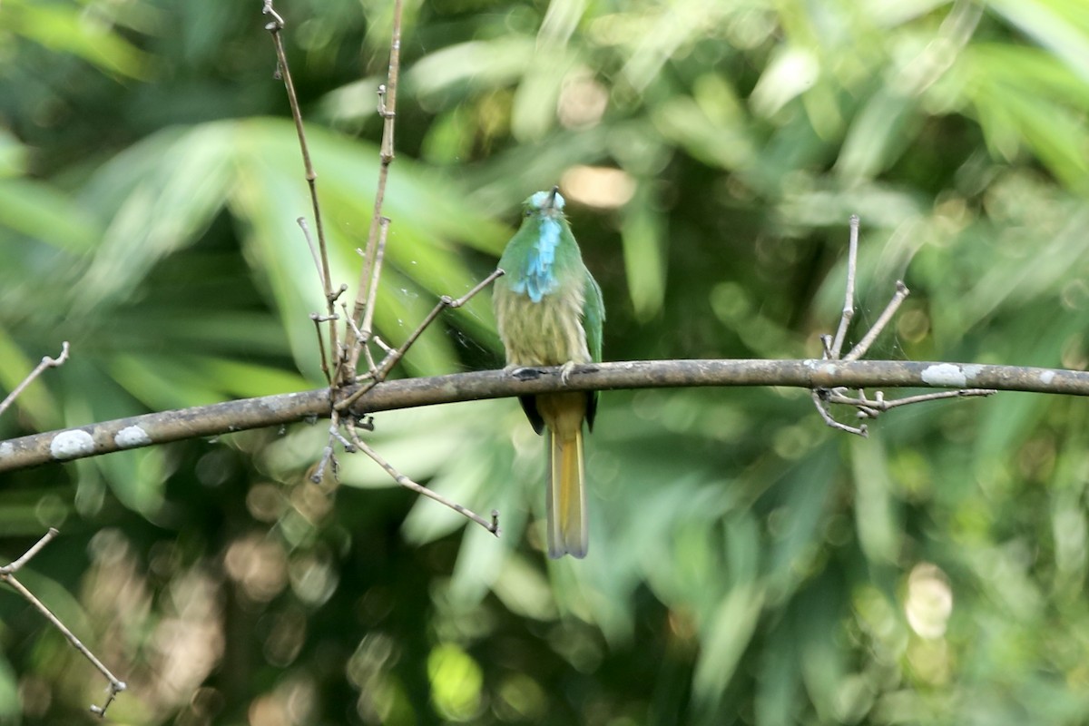 Blue-bearded Bee-eater - Gil Ewing