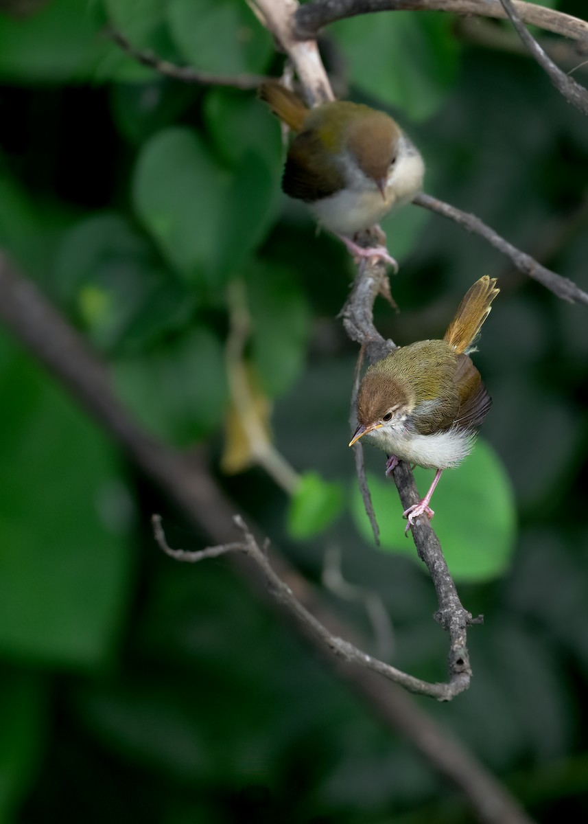 Common Tailorbird - Keshava Mysore