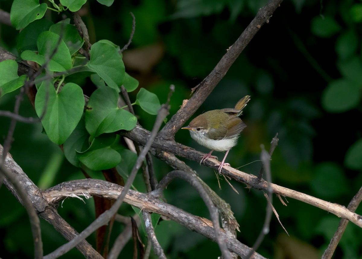 Common Tailorbird - ML461899411