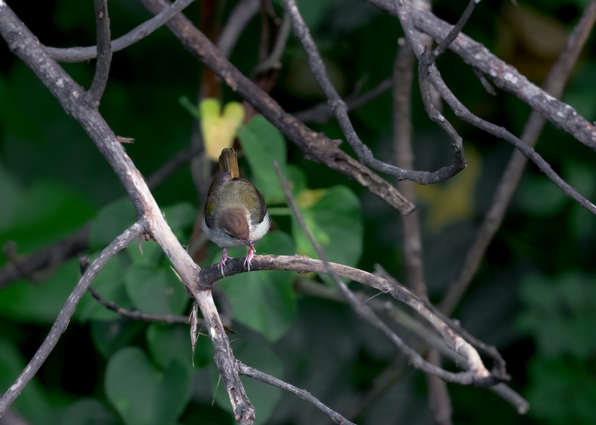 Common Tailorbird - Keshava Mysore