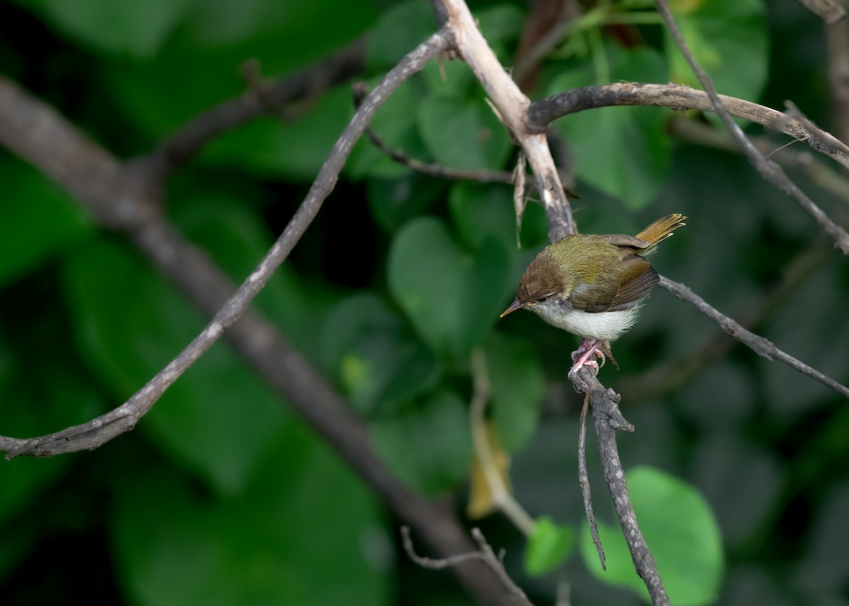 Common Tailorbird - Keshava Mysore