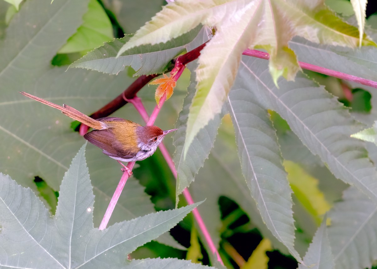 Common Tailorbird - ML461899491