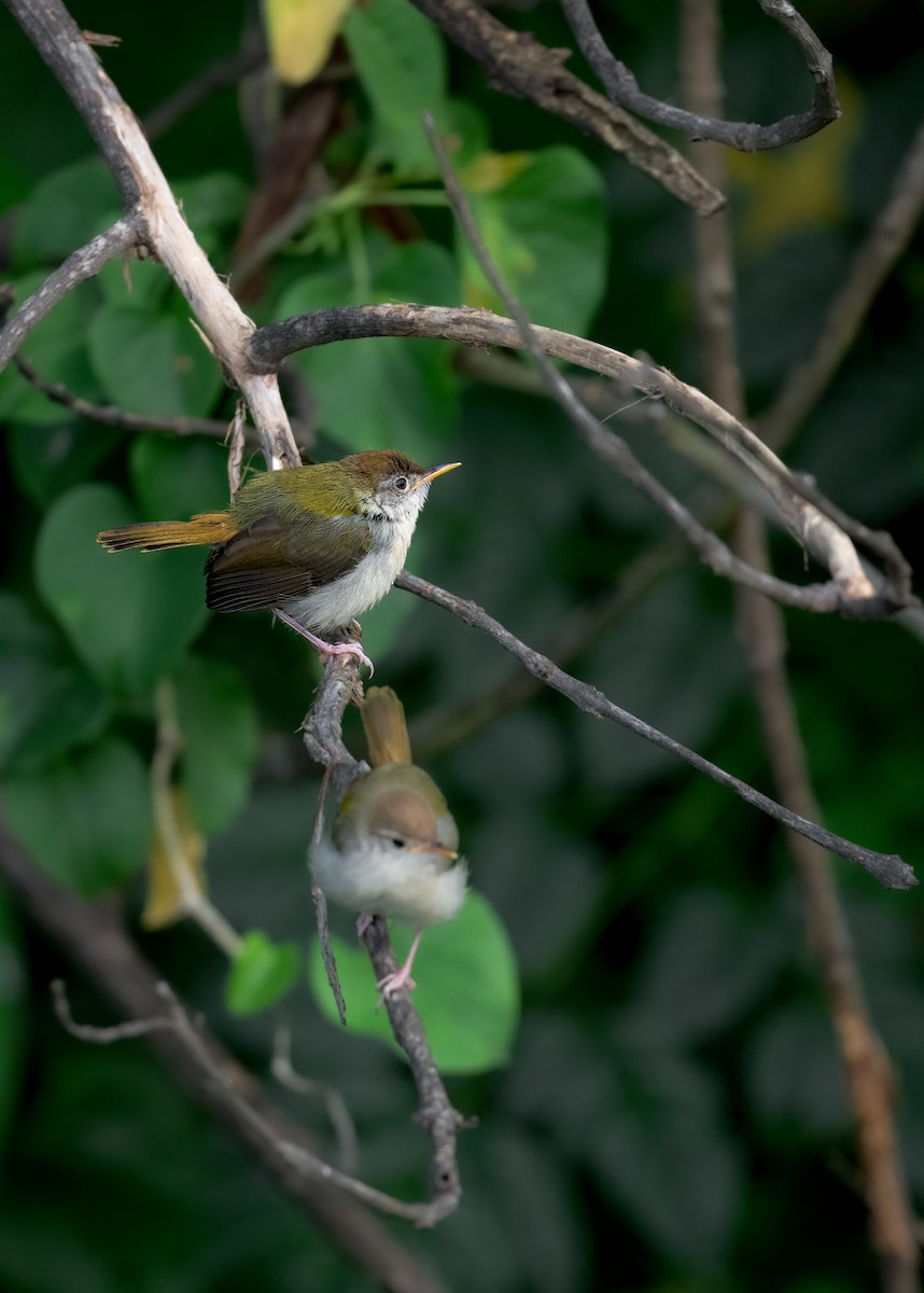 Common Tailorbird - ML461899511