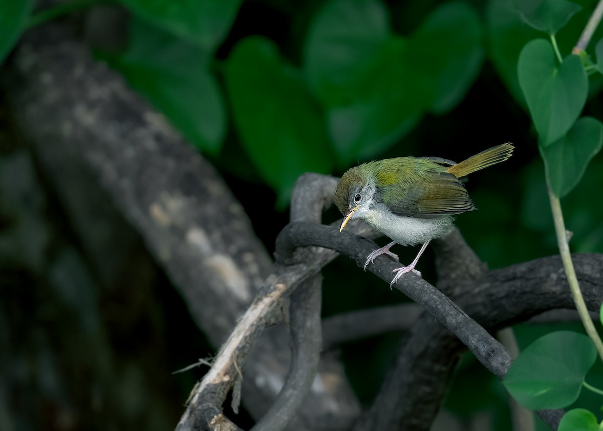 Common Tailorbird - ML461899561