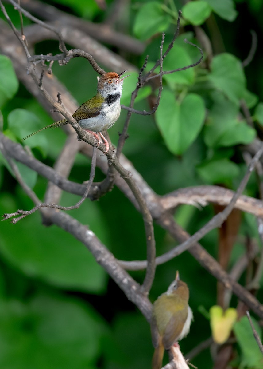 Common Tailorbird - ML461899671