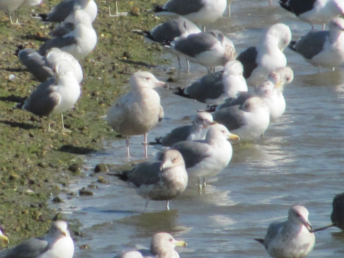 Glaucous Gull - ML46189991