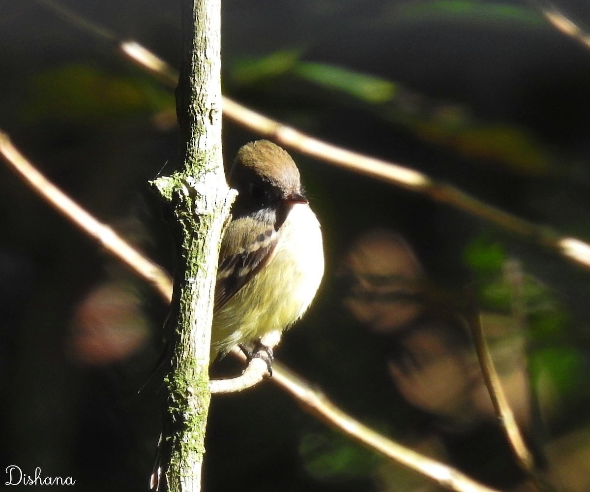 Yellowish Flycatcher - Diana Alfaro