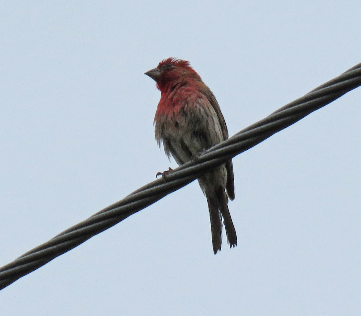 House Finch - Joe Hanfman