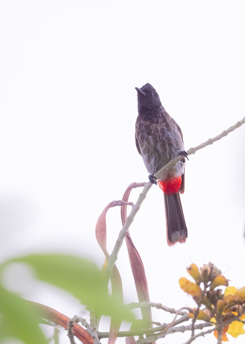 Red-vented Bulbul - ML461900251