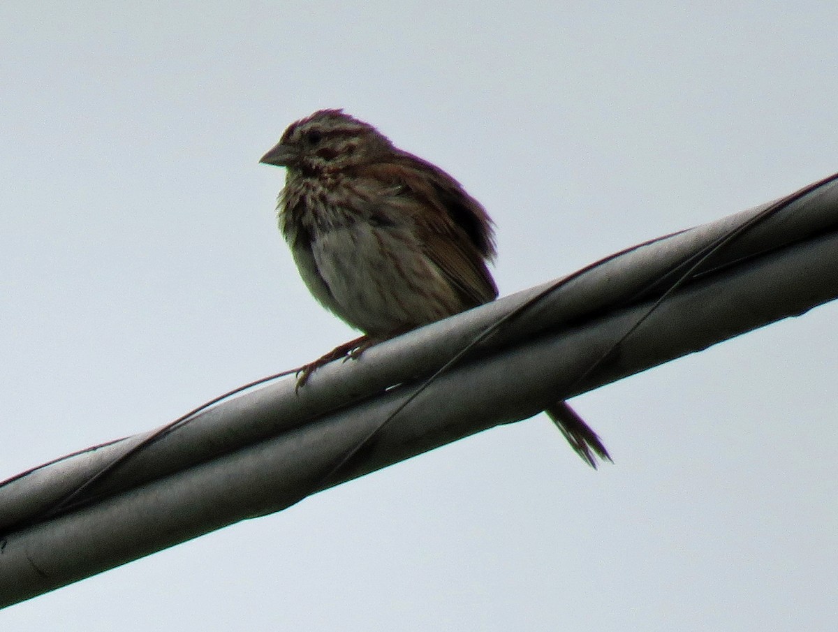 Song Sparrow - ML461900261