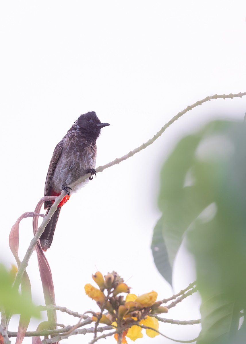 Red-vented Bulbul - ML461900271