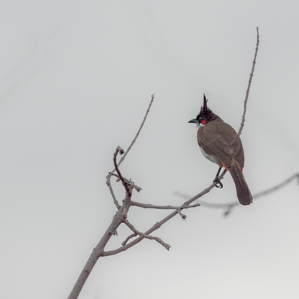 Red-whiskered Bulbul - ML461900381