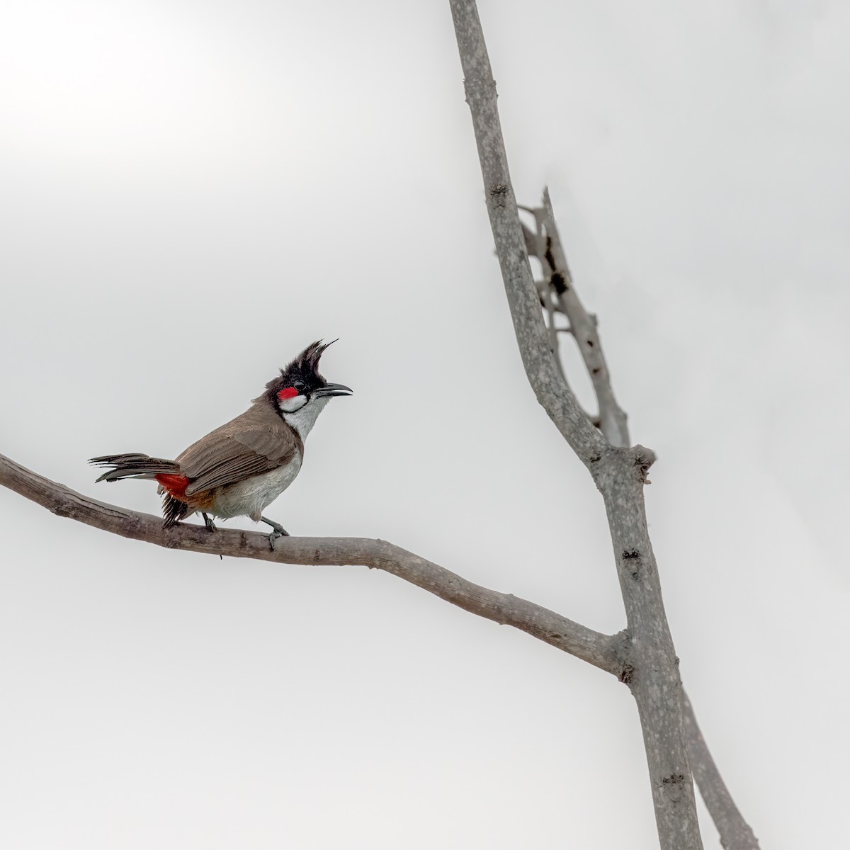 Red-whiskered Bulbul - ML461900421