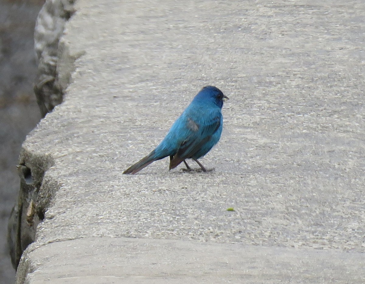 Indigo Bunting - ML461900461