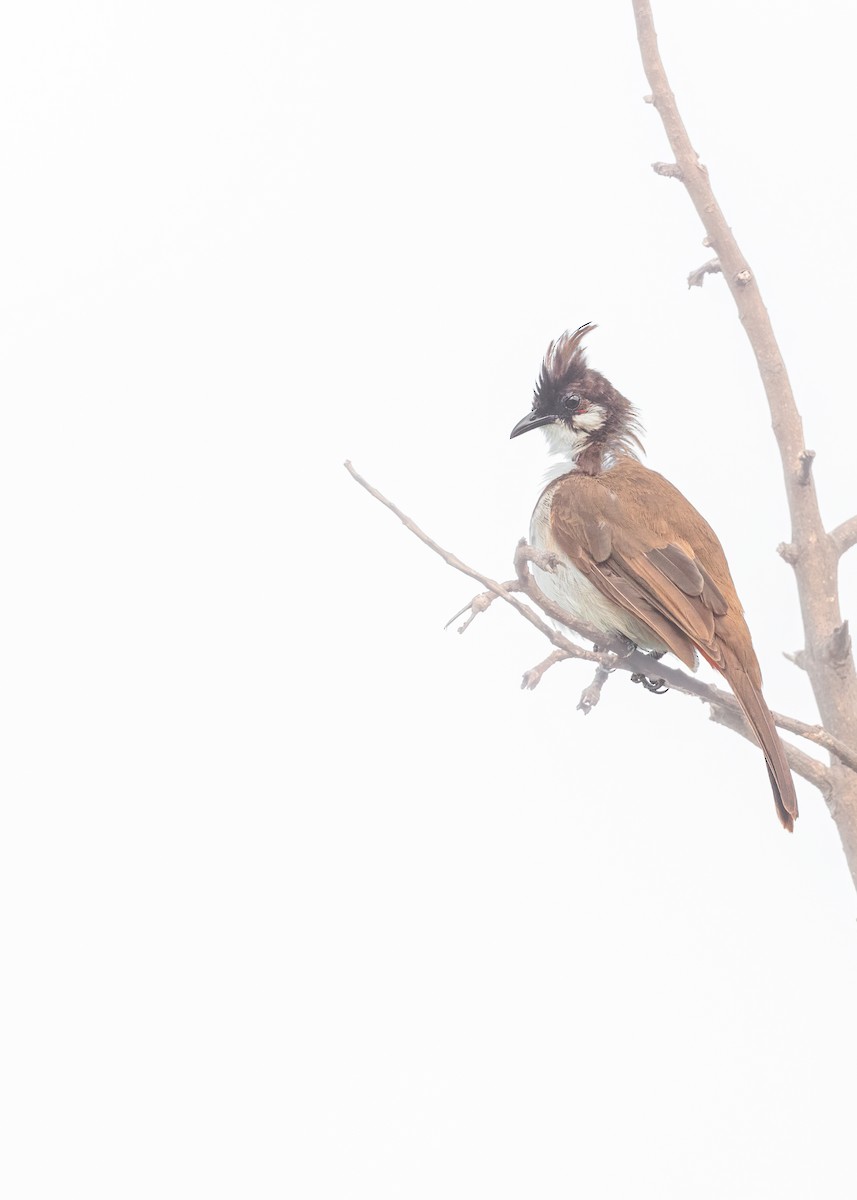 Red-whiskered Bulbul - ML461900471