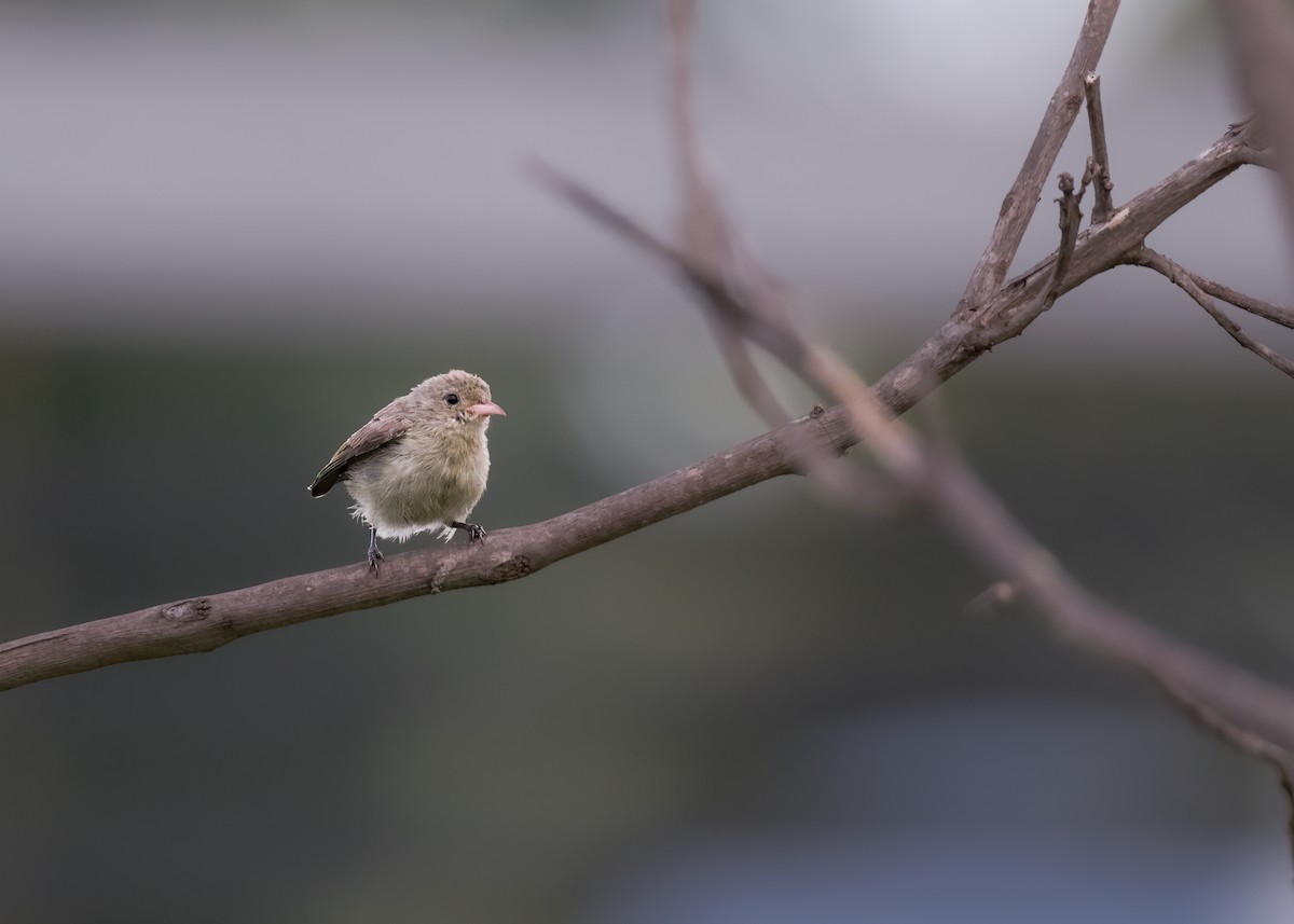 Pale-billed Flowerpecker - ML461900611