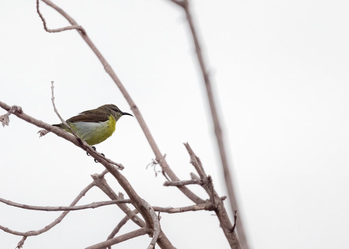 Purple-rumped Sunbird - ML461900631