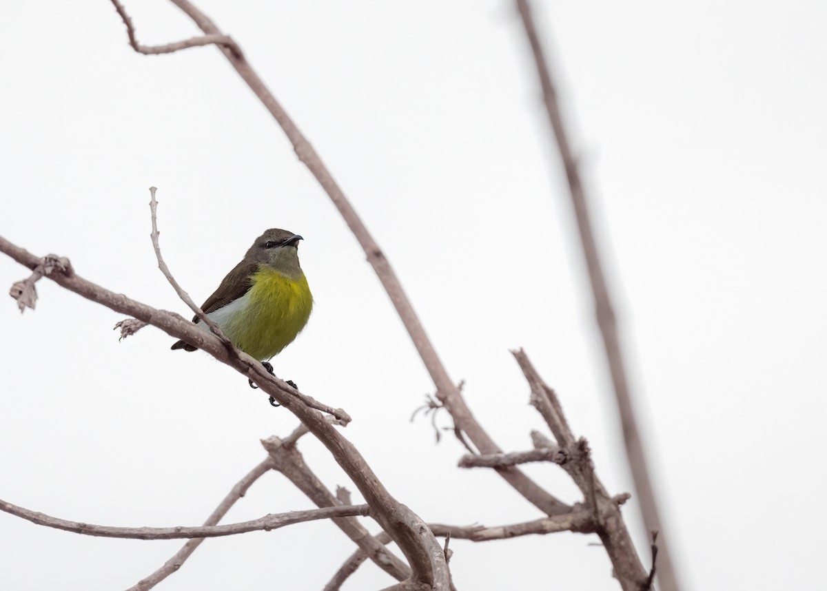 Purple-rumped Sunbird - ML461900641