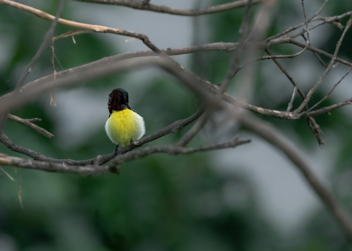 Purple-rumped Sunbird - Keshava Mysore