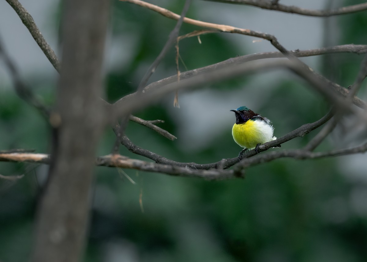 Purple-rumped Sunbird - ML461900721