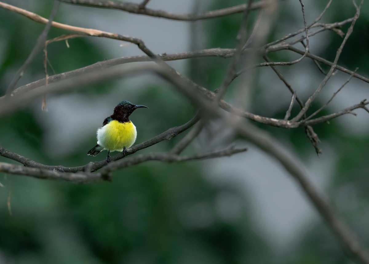 Purple-rumped Sunbird - ML461900731