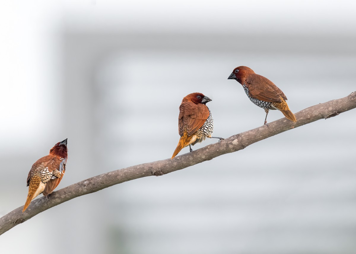 Scaly-breasted Munia - ML461900881