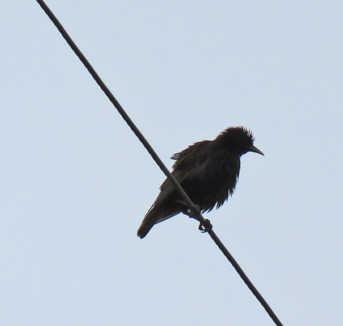 European Starling - ML461900911