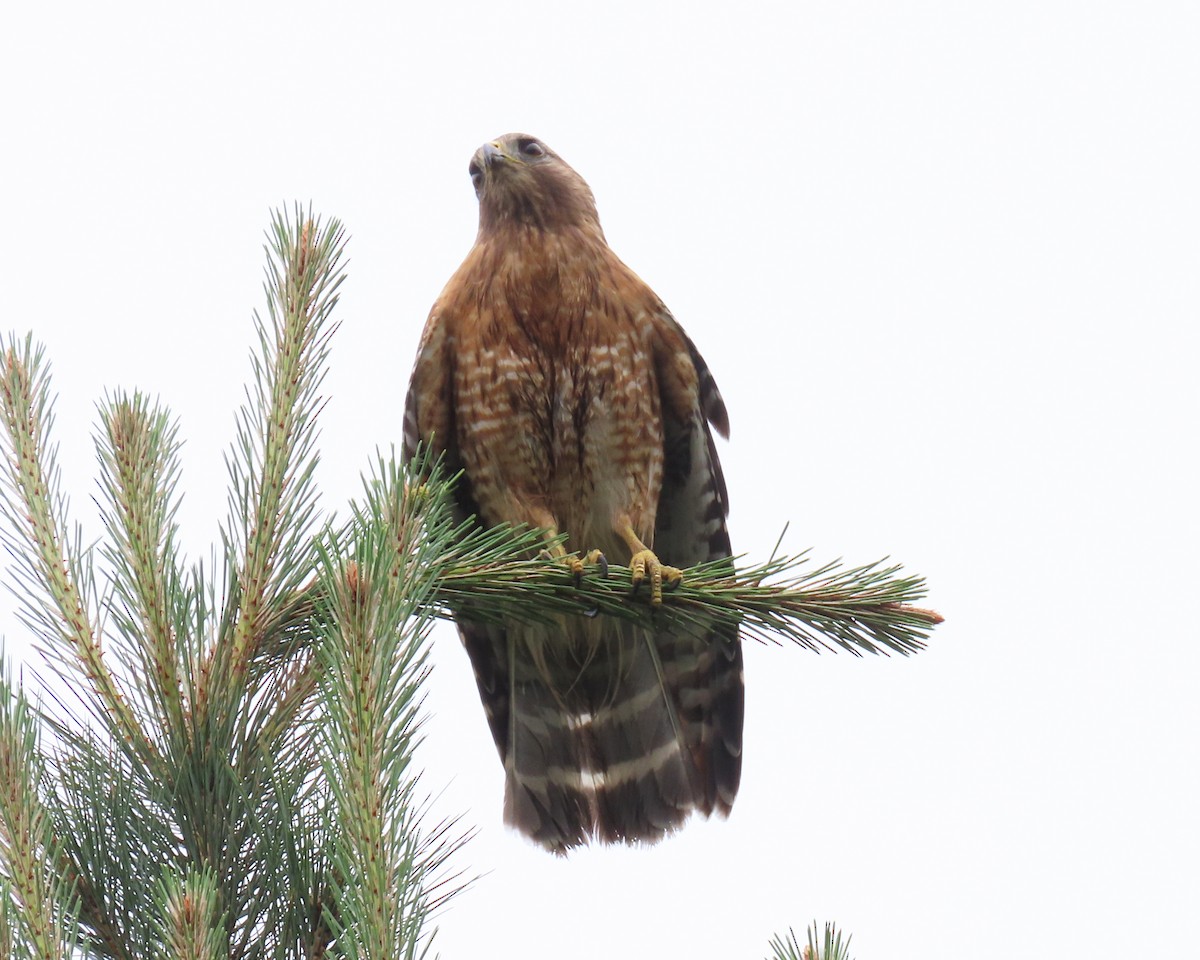 Red-shouldered Hawk - ML461901951