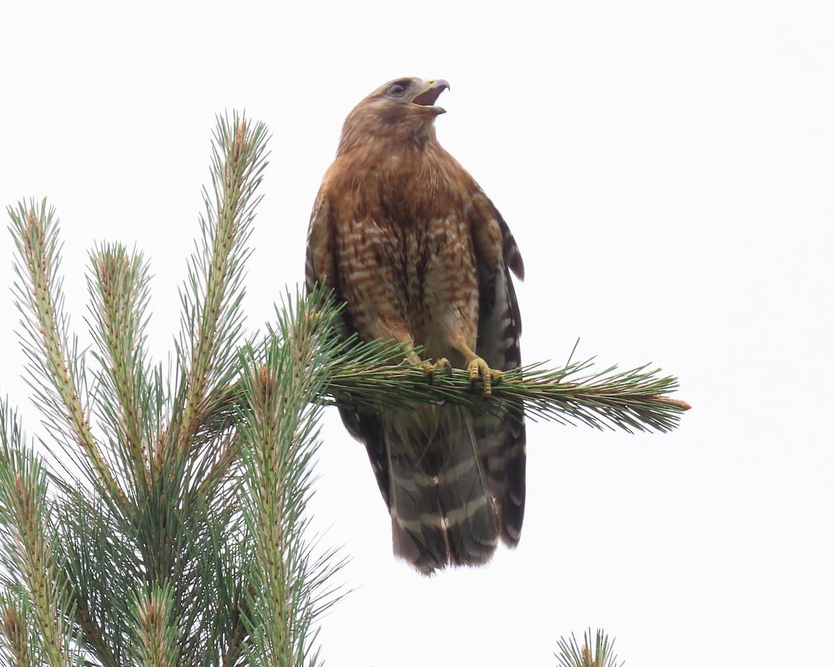 Red-shouldered Hawk - ML461901981