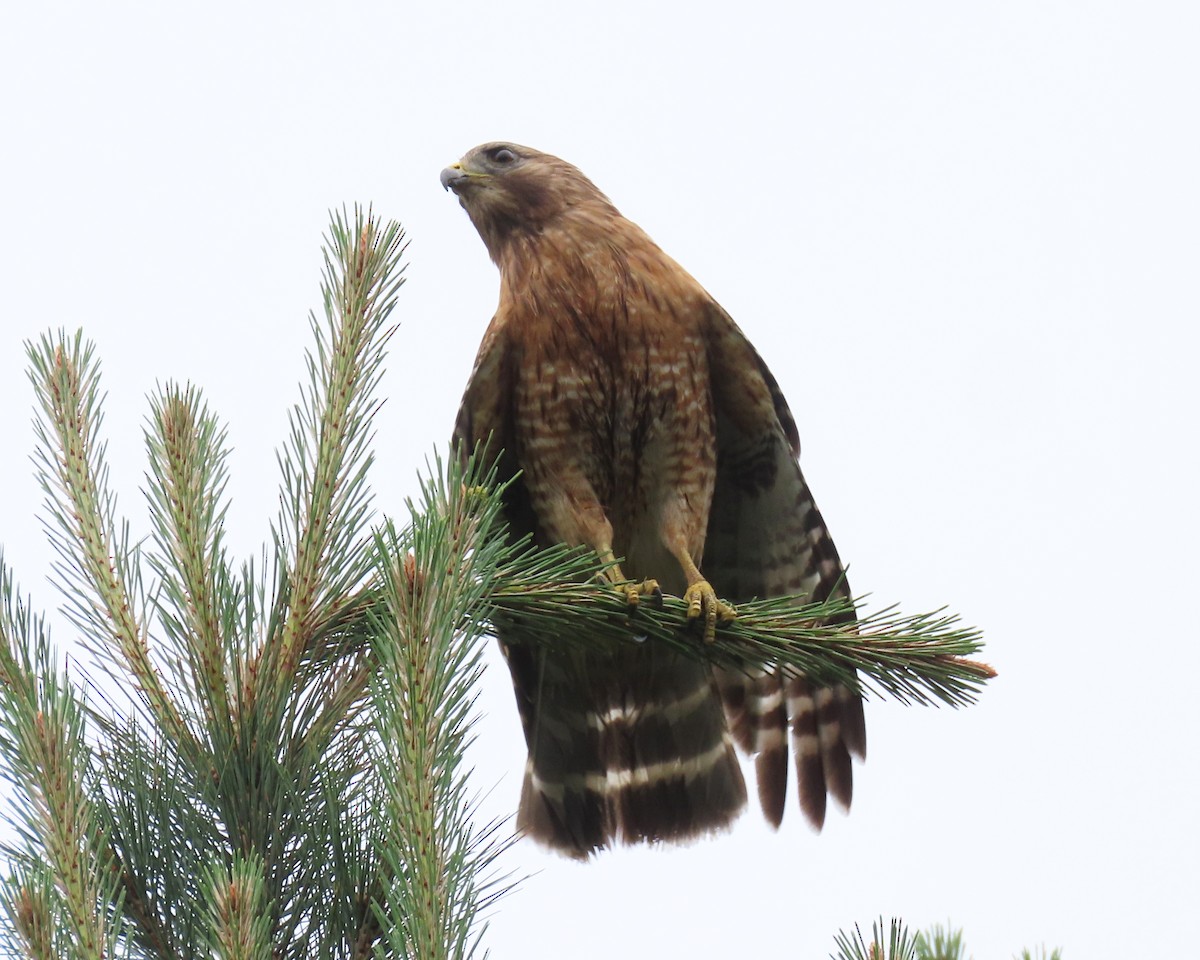 Red-shouldered Hawk - ML461901991