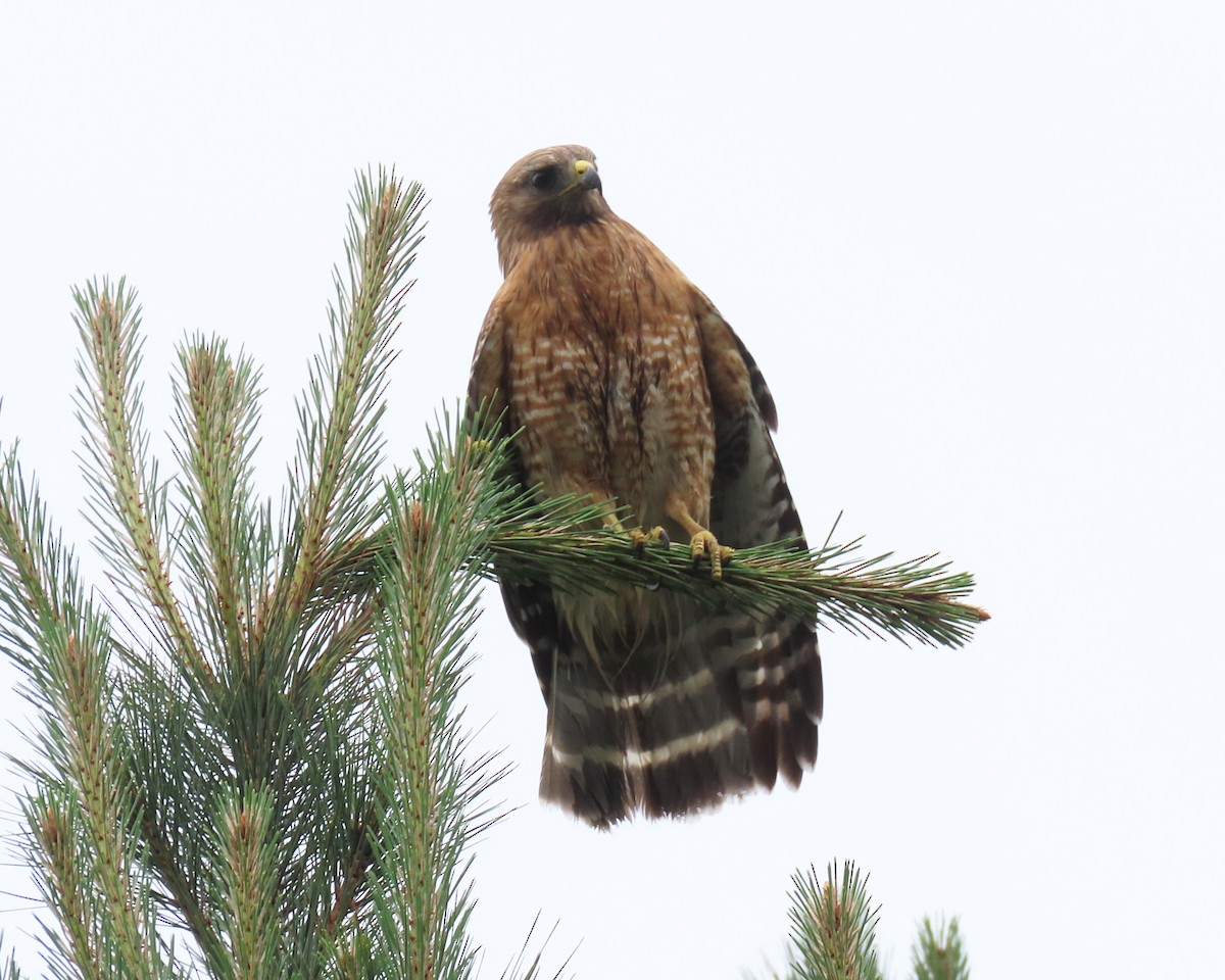 Red-shouldered Hawk - ML461902021