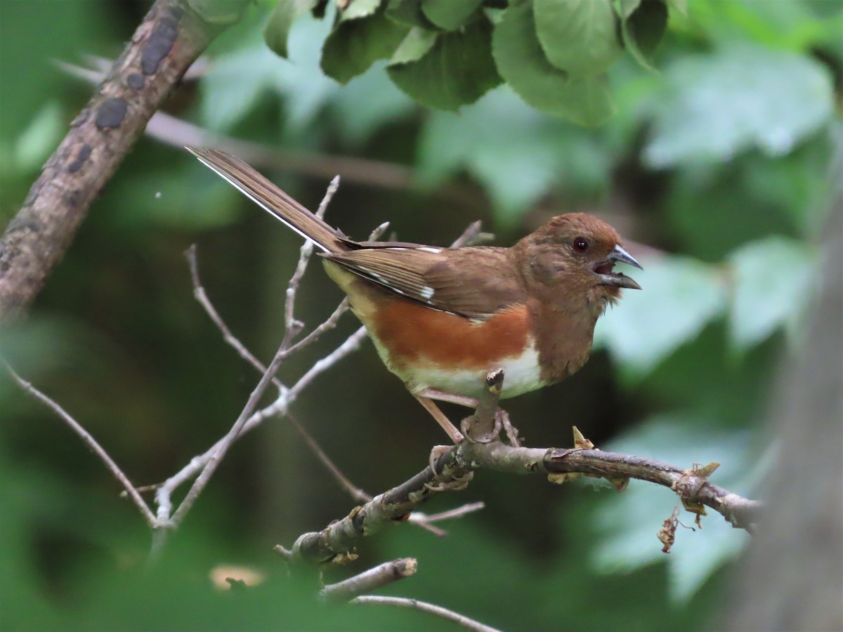 Eastern Towhee - ML461903861