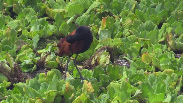 rødflikbladhøne (jacana gr.) - ML461904251