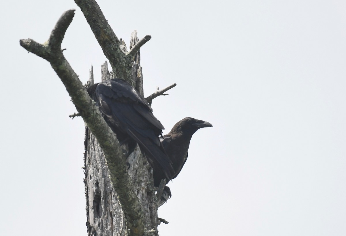 Common Raven - Peter Paul