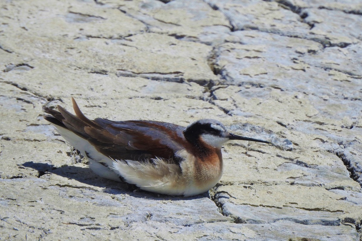 Wilson's Phalarope - ML461905001