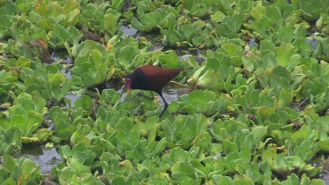 Rotstirn-Blatthühnchen [jacana-Gruppe] - ML461905441