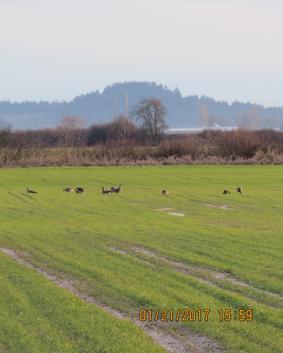 Greater White-fronted Goose - ML46190591