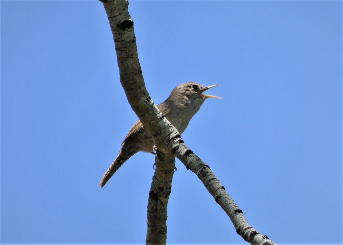 Northern House Wren - ML461906521