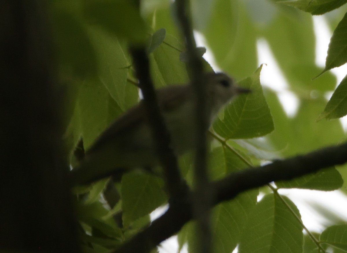 Warbling Vireo - Robert Tonge