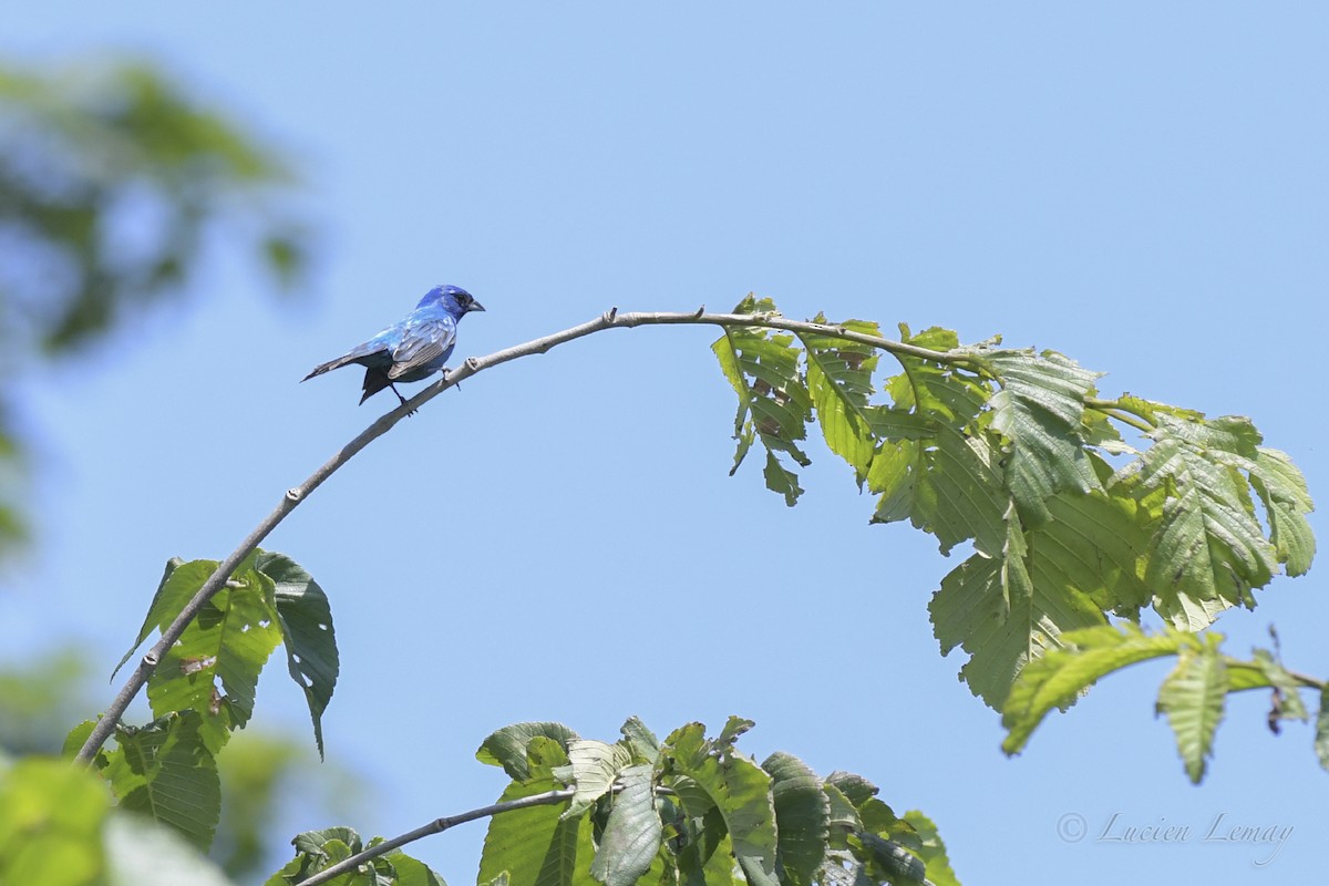 Indigo Bunting - ML461909041