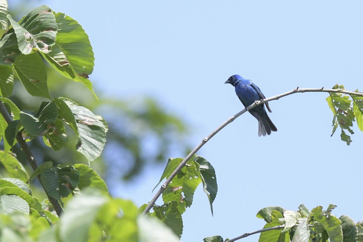 Indigo Bunting - ML461909101