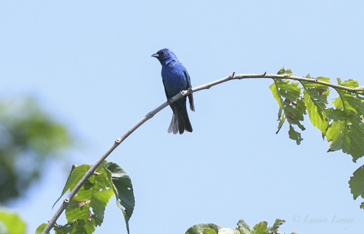 Indigo Bunting - ML461909271