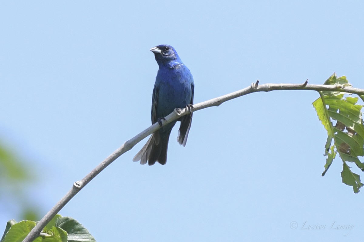 Indigo Bunting - ML461909301