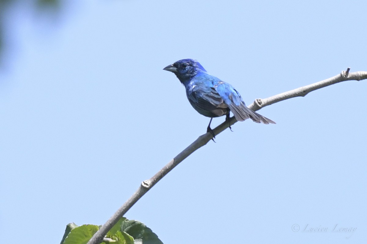 Indigo Bunting - ML461909421