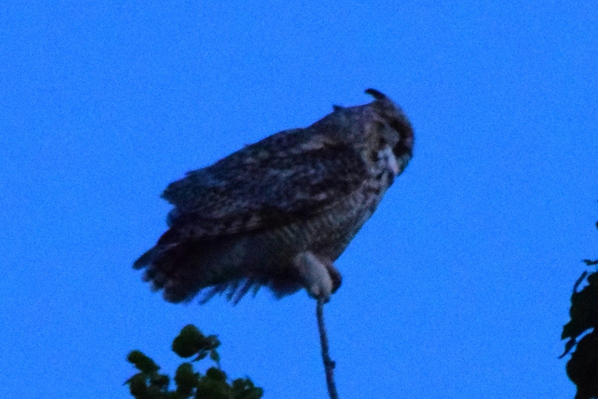 Great Horned Owl - ML461911781